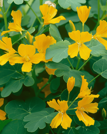 Canary Creeper Kletterpflanze Samen (Tropaeolum peregrinum) – einjährige Kletterpflanze