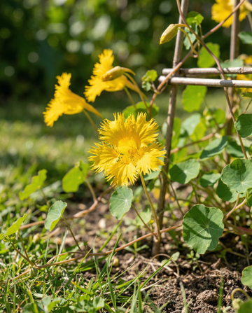Canary Creeper Kletterpflanze (Tropaeolum peregrinum) – einjährige Kletterpflanzensamen von SeedsChoice