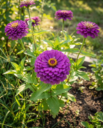 Royal Purple (Zinnia elegans) – einjährige Samen von SeedsChoice