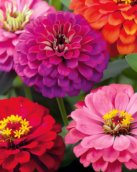 Zinnia Seeds Dahlia Flowered Annual Zinnia Elegans