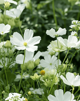 White Summer Flowers Seeds Annual Mix White Shades 20 To 80 Cm