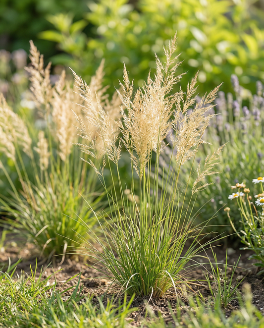 Ziergras-Mischung 40 bis 80 cm – einjährige Ziergras-Samen von SeedsChoice