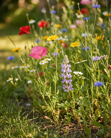Feldmischung für sommerliche Blütenpracht – einjährige Blumensamen von SeedsChoice