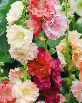 Hollyhock Seeds Alcea Rosea Chater Double Mixed Biennial