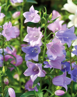 Canterbury Bells Seeds Campanula Medium Biennial Mix