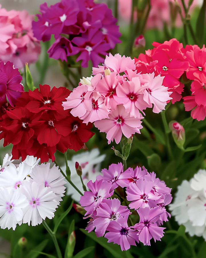 Sweet William Mixed Colors Samen (Dianthus barbatus) – zweijährige Sortenmischung
