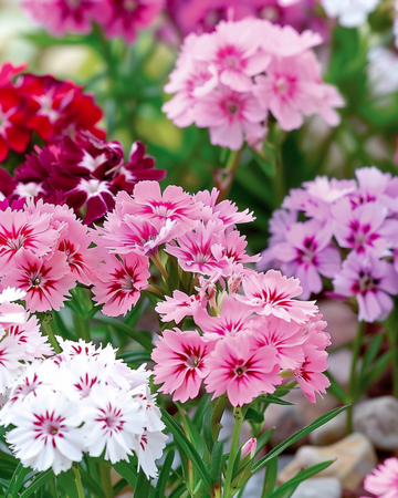 Sweet William Dwarf Mixed Samen (Dianthus barbatus) – zweijährige Blume