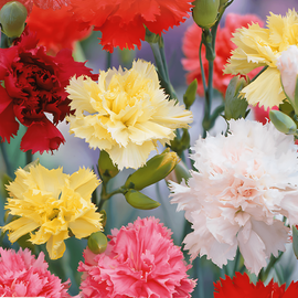 Carnation Seeds Grenadin Mixed Biennial Dianthus Caryophyllus