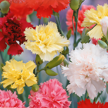 Carnation Grenadin Mixed Samen (Dianthus caryophyllus) – zweijährige Mischung