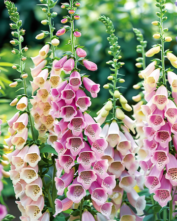 Mixed Colors 140 Cm Horti Tops seeds (Digitalis purpurea) – biennial flower