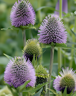 Fuller Teasel Seeds Dipsacus Sativus Biennial Flower