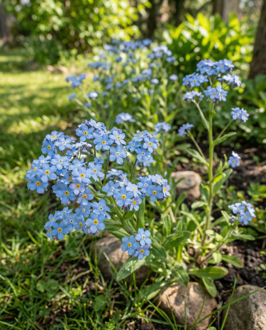 Vergissmeinnicht Blau Cottage Garden (Myosotis alpestris) – zweijährige Blumensamen von SeedsChoice