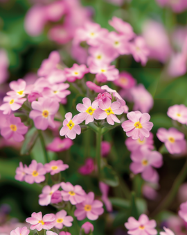 Forget Me Not Seeds Victoria Pink Myosotis Alpestris Biennial