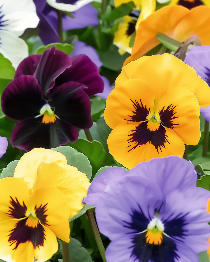 Pansy Swiss Giants Mixed seeds (Viola wittrockiana) – biennial flower