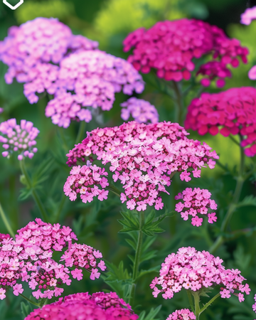 Yarrow Cerise Queen seeds (Achillea millefolium) – perennial