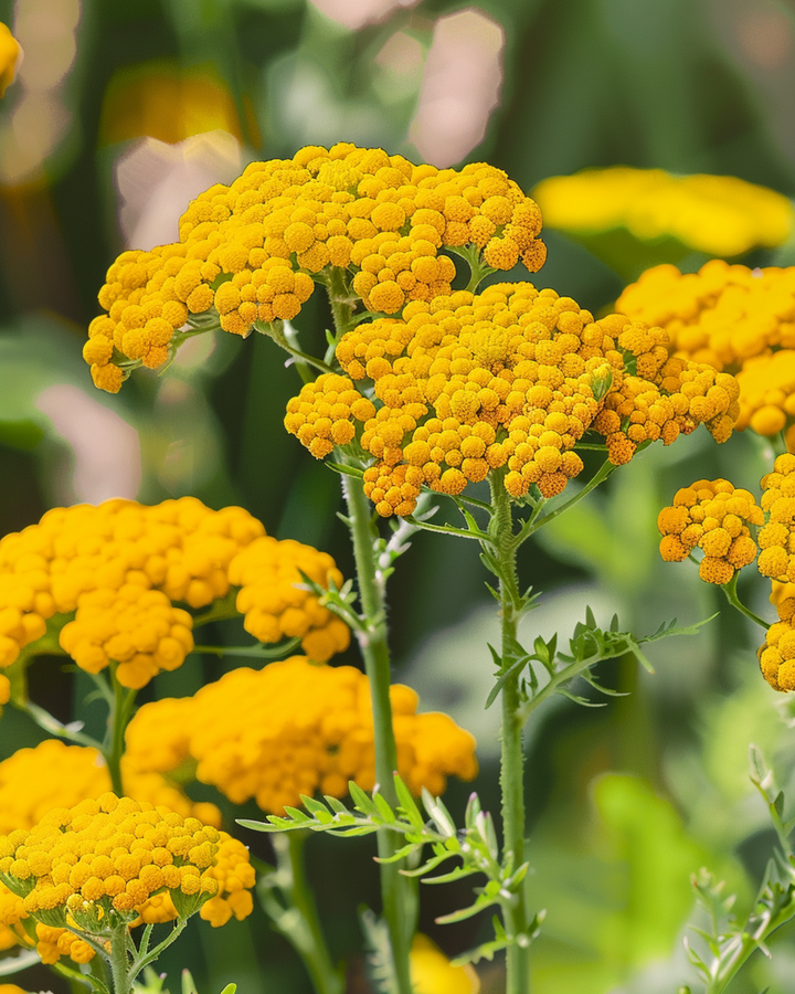 Cloth Of Gold Samen (Achillea filipendulina) – mehrjährig
