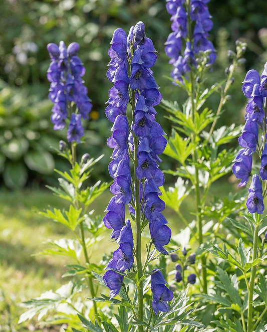 Perennial Flower Seeds Aconitum Napellus Perennial (Aconitum napellus) – perennial flower seeds from SeedsC…