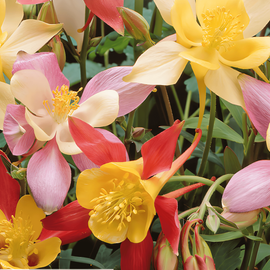 Columbine Seeds Mrs Scott Elliott Aquilegia Vulgaris Perennial Cottage Garden