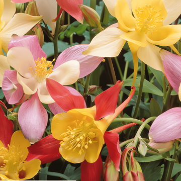 Columbine Mrs Scott Elliott Cottage Garden seeds (Aquilegia vulgaris) – perennial