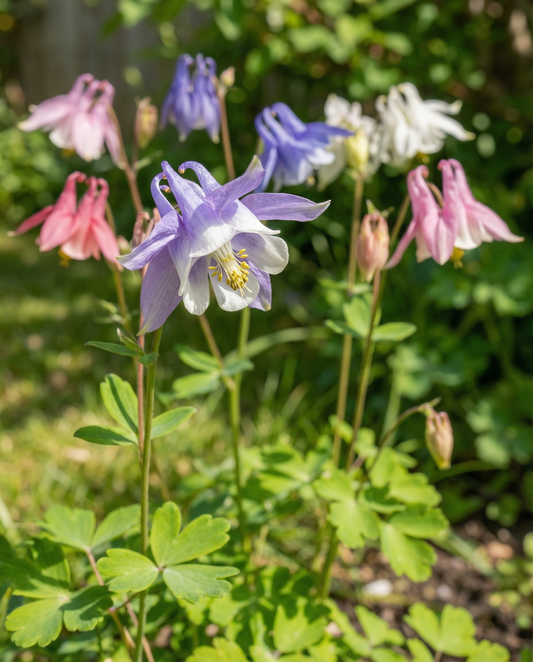 Akelei Mrs Scott Elliott Cottage Garden (Aquilegia vulgaris) – mehrjährige Samen von SeedsChoice