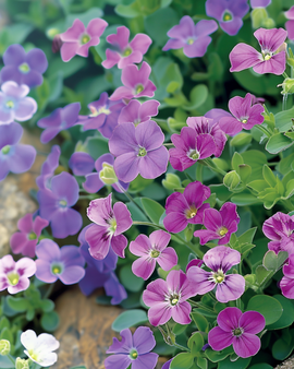 Rock Cress Purple Mix Seeds Aubrieta Hybrida Perennial