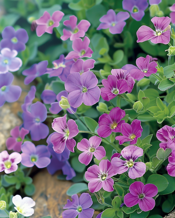 Blaukissen Sortenmischung Samen (Aubrieta hybrida) – mehrjähriges Gemüse
