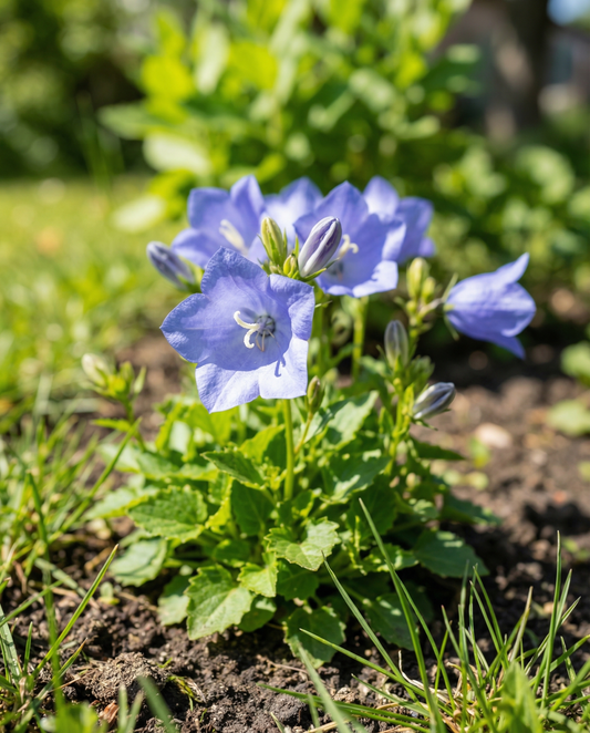 Blue (Campanula carpatica) – perennial flower seeds from SeedsChoice