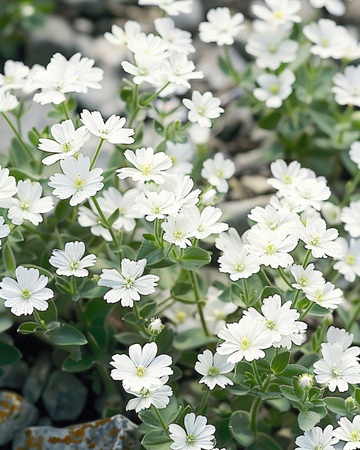 Snow In Summer seeds (Cerastium biebersteinii) – perennial