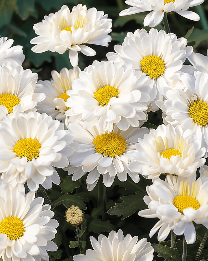 Weiße Margeritensamen Shasta Daisy Silver Princess White (Chrysanthemum maximum) – mehrjährig