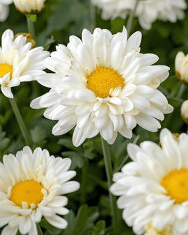 Shasta Daisy May Queen White Seeds Leucanthemum Superbum Perennial