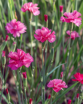 Maiden Pink Seeds Dianthus Deltoides Perennial Carmine Rose