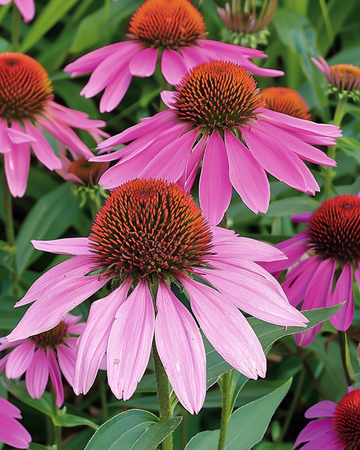 Purple Coneflower seeds (Echinacea purpurea) – perennial flower