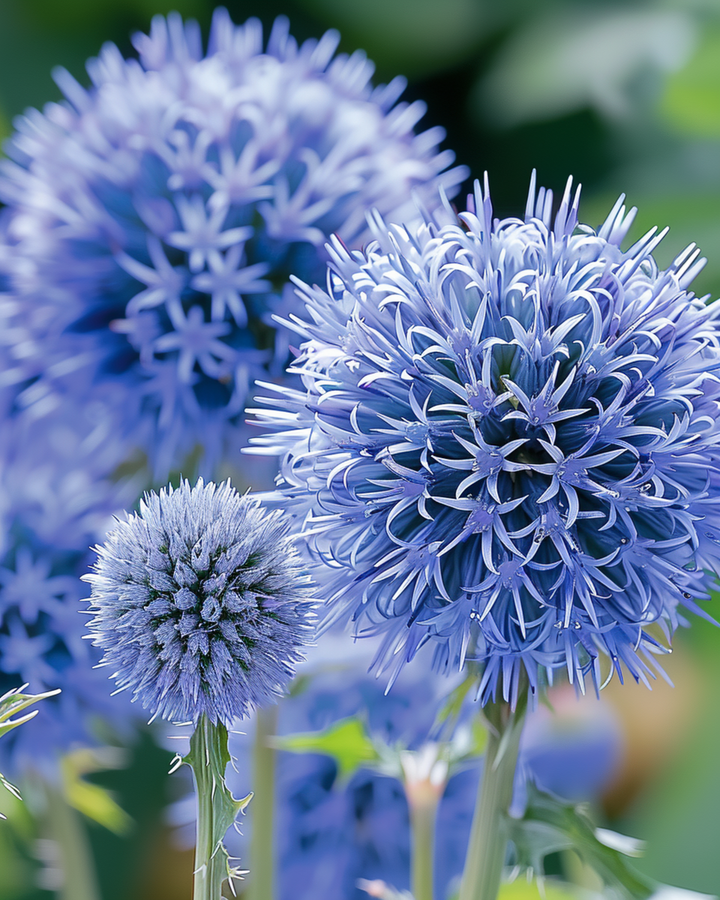 Kugeldistel Blue Pollinator Friendly Samen (Echinops ritro) – mehrjährig