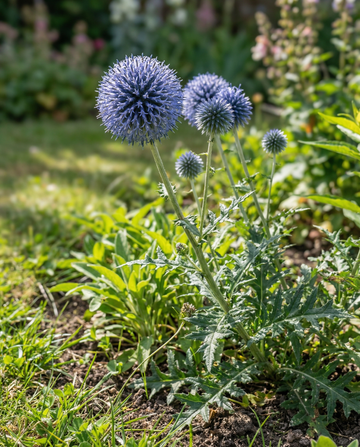 Kugeldistel Blue Pollinator Friendly (Echinops ritro) – mehrjährige Samen von SeedsChoice