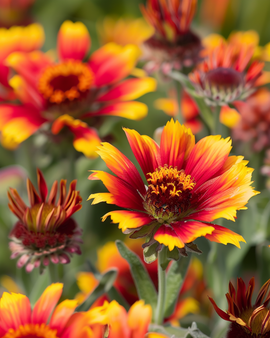 Blanket Flower Seeds Gaillardia Aristata Perennial