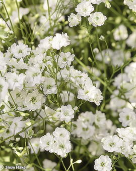 Gypsophila Snow Flake Seeds Gypsophila Paniculata Perennial