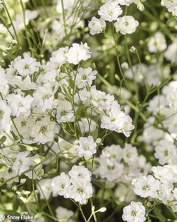 Snow Flake Samen (Gypsophila paniculata) – mehrjährig