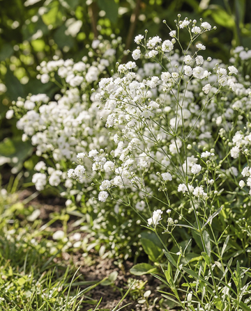 Snow Flake (Gypsophila paniculata) – mehrjährige Samen von SeedsChoice