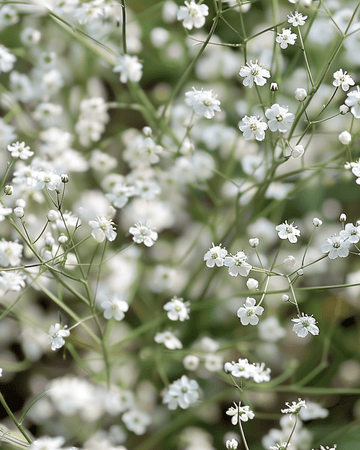 White Single Flowered Samen (Gypsophila paniculata) – mehrjährige Blume