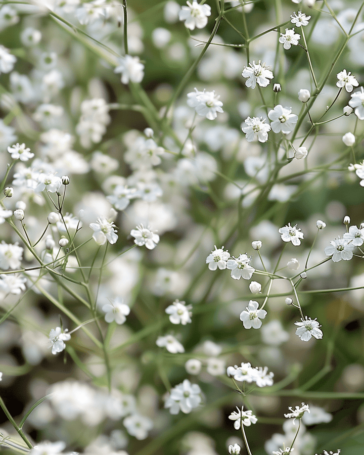 White Single Flowered Samen (Gypsophila paniculata) – mehrjährige Blume