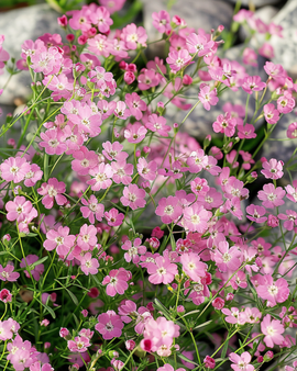 Creeping Gypsophila Seeds Gypsophila Repens Perennial