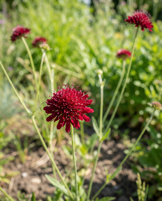 Macedonian Scabious Red Knight (Knautia macedonica) – perennial seeds from SeedsChoice