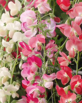 Sweet Pea Seeds Lathyrus Latifolius Mixed Perennial Flowers