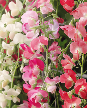 Sweet Pea Mixed seeds (Lathyrus latifolius) – perennial flower