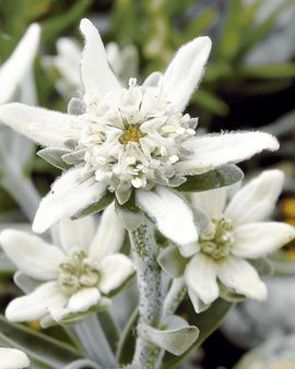 Edelweiss Seeds Leontopodium Alpinum Perennial Flower