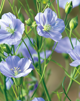 Blue Flax Seeds Linum Perenne Perennial Flower