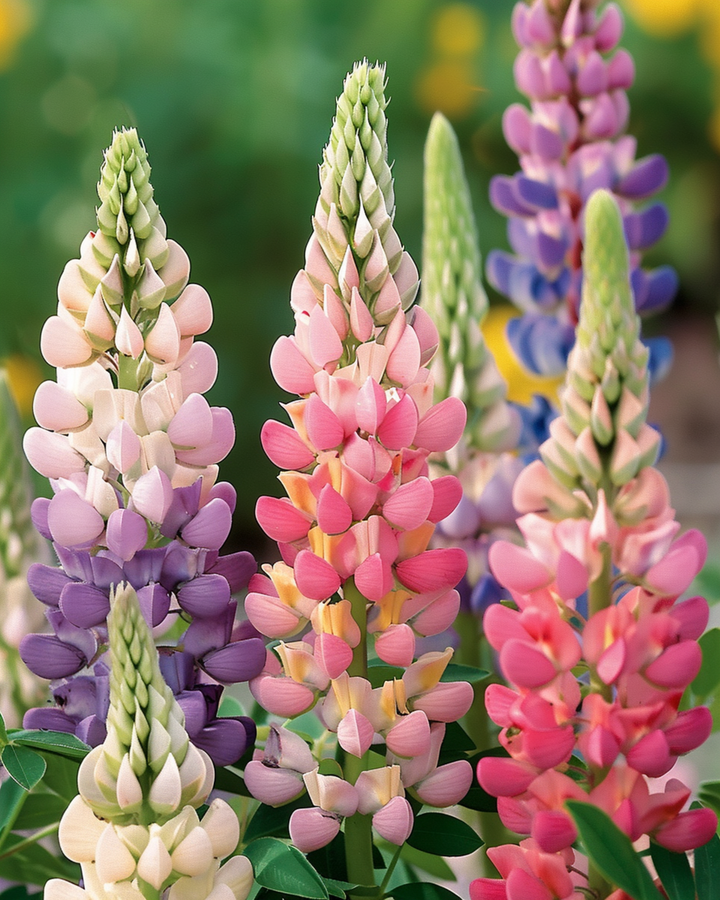 Lupine Minarette Samen (Lupinus polyphyllus) – mehrjährige Sortenmischung