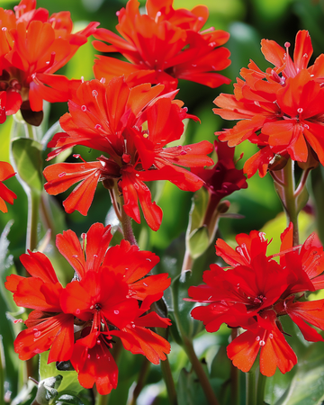 Scarlet Blooms seeds (Lychnis chalcedonica) – perennial flower