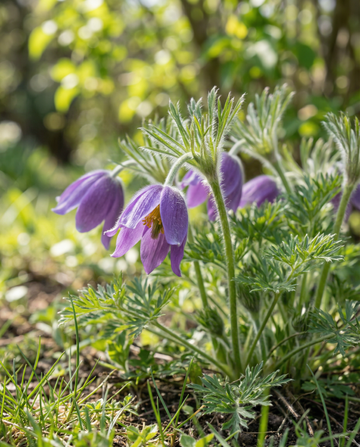 Pasque (Pulsatilla vulgaris) – perennial flower seeds from SeedsChoice