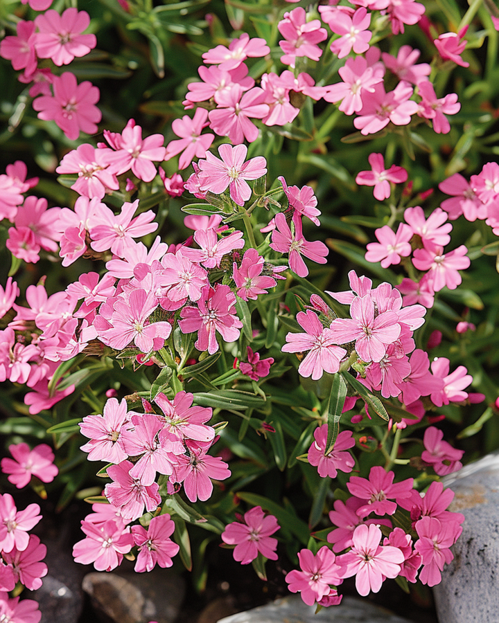 Felsen-Seifenkraut Samen (Saponaria ocymoides) – mehrjährig